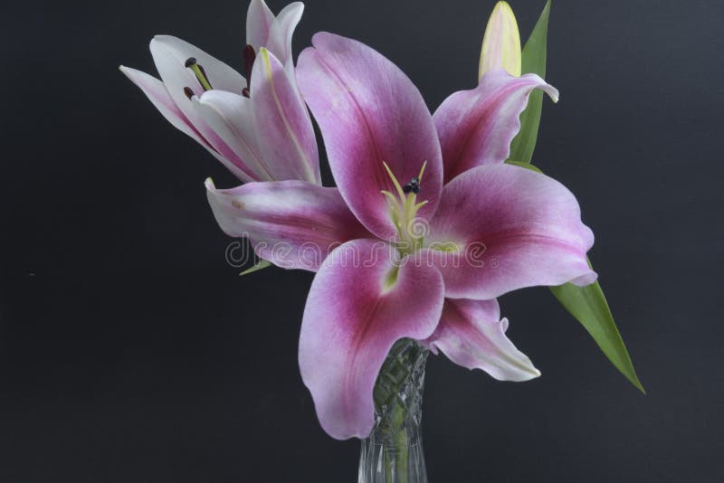 Point D'éclair Lis Oriental Violine, Rose Et Blanc De Trompette Dans Un  Vase De Cristal Sur Le Noir Photo stock - Image du fleur, parfumé: 199888420