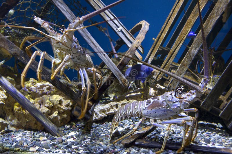 Lobsters in Point Defiance Zoo and Aquarium