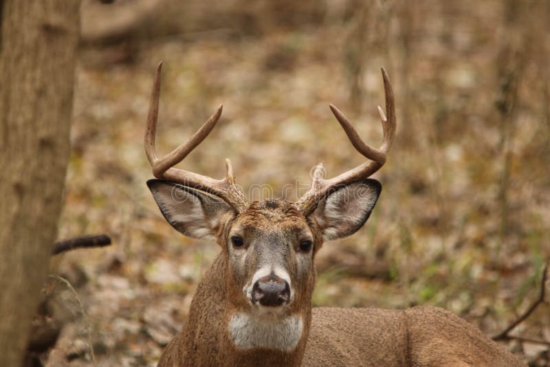 Whitetail Buck in Rut stock image. Image of mammal, forest 13499851