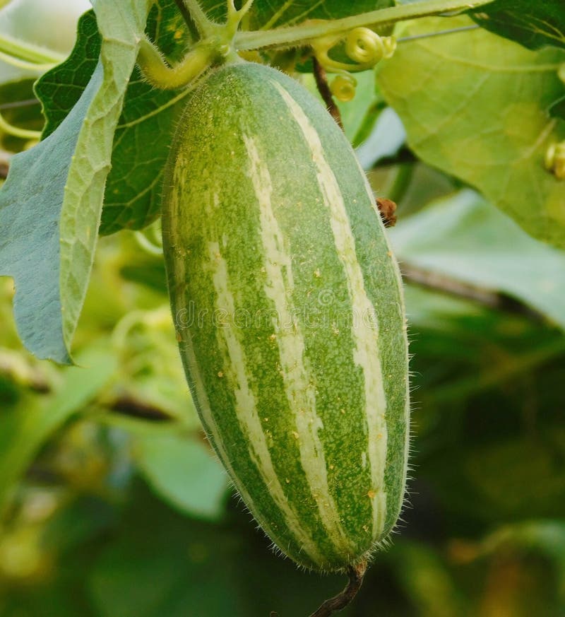 Pointed Gourd Plant in India Stock Photo Image of indian, striped