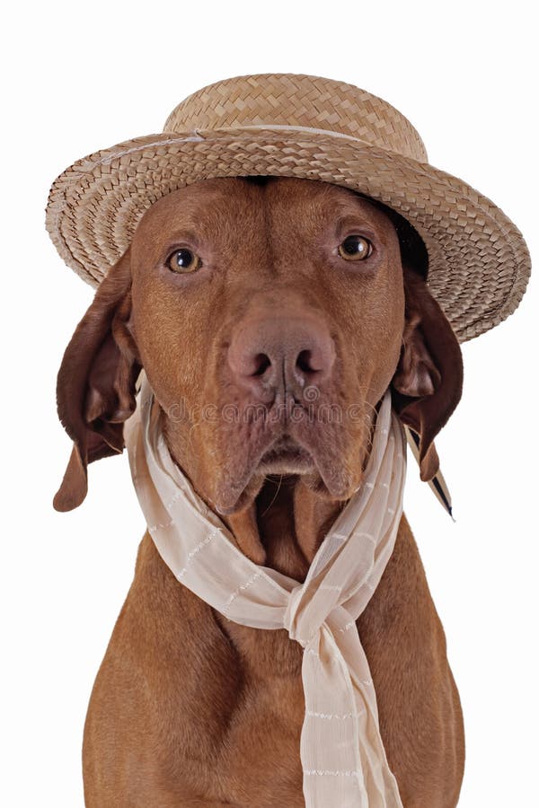 Pointer Dog with Straw Hat and Scarf Stock Photo Image of obedient