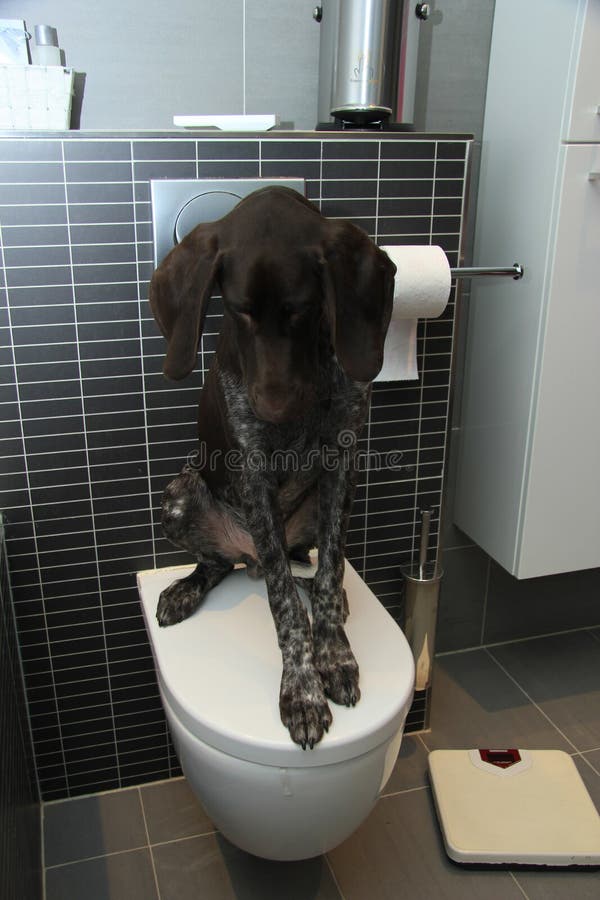 154 Dog Potty Training Stock Photos Free & RoyaltyFree Stock Photos