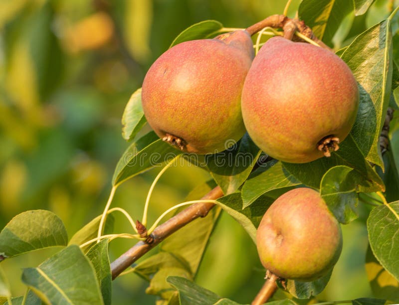 Poirier avec l'élevage de fruits dans le jardin photo stock Poirier avec l'élevage de fruits dans le jardin photo stock