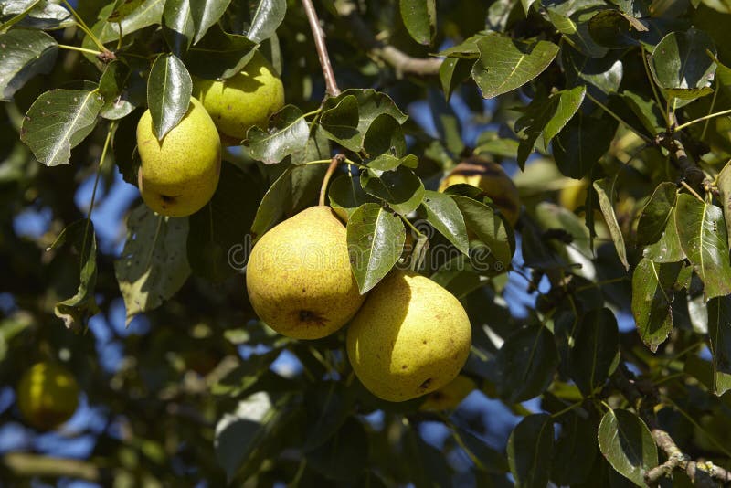 Poirier Branche D'un Poirier Photo stock Image du nourriture, bleu
