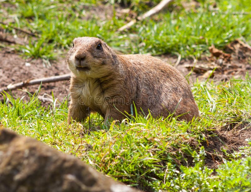 Poised Gopher