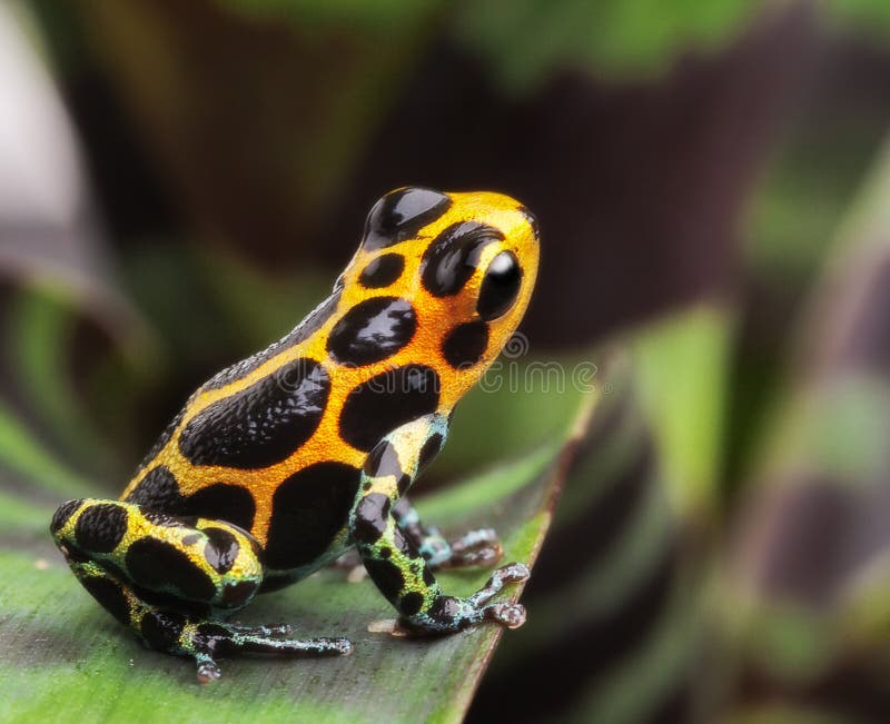 Poison arrow frog on leaf in Amazon rain forest. Poison dart frog Ranitomeya imitator from Jungle in Peru. Tropical exotic pet animal. Cute amphibian often kept as a tropical and exotic pet in a terrarium. Poison arrow frog on leaf in Amazon rain forest. Poison dart frog Ranitomeya imitator from Jungle in Peru. Tropical exotic pet animal. Cute amphibian often kept as a tropical and exotic pet in a terrarium.