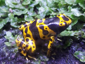 Poison Arrow Frog At Ocean Park Hong Kong Stock Photo Image Of Poison Arrow Frog At Ocean Park Hong Kong Stock Photo Image Of