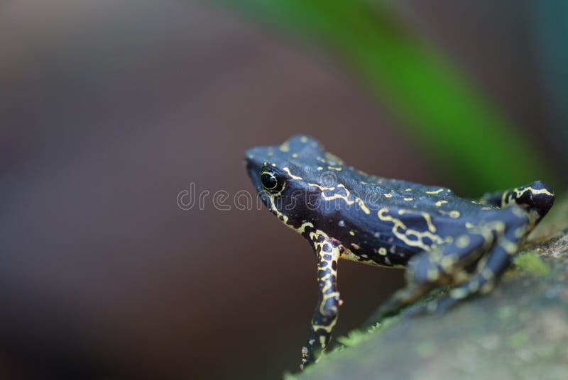 Poison Dart Frog stock photo. Image of poison, small - 15374282