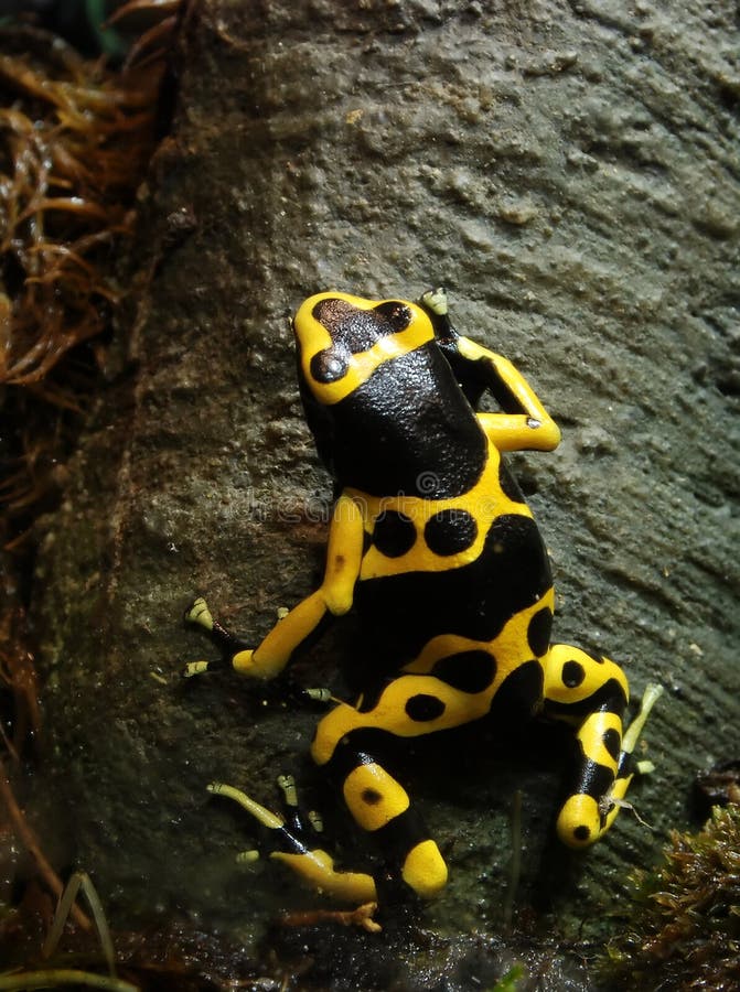 Balbucear miel de abeja veneno lanza rana un árbol.