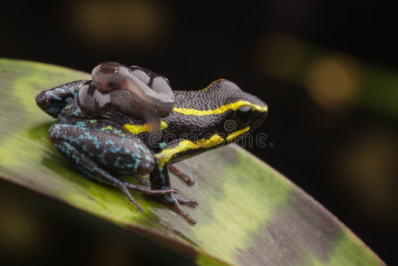 Poison dart frog tadpoles stock image. Image of epipedobates - 30807051