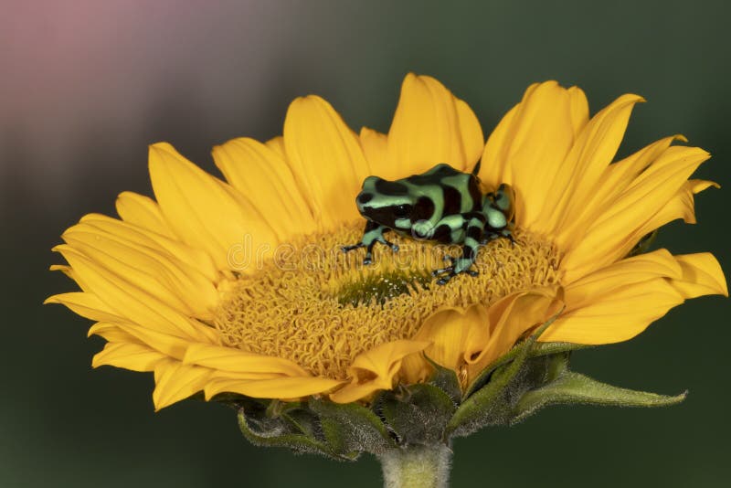 Green-and-Black Poison Dart Frog on Yellow Flower