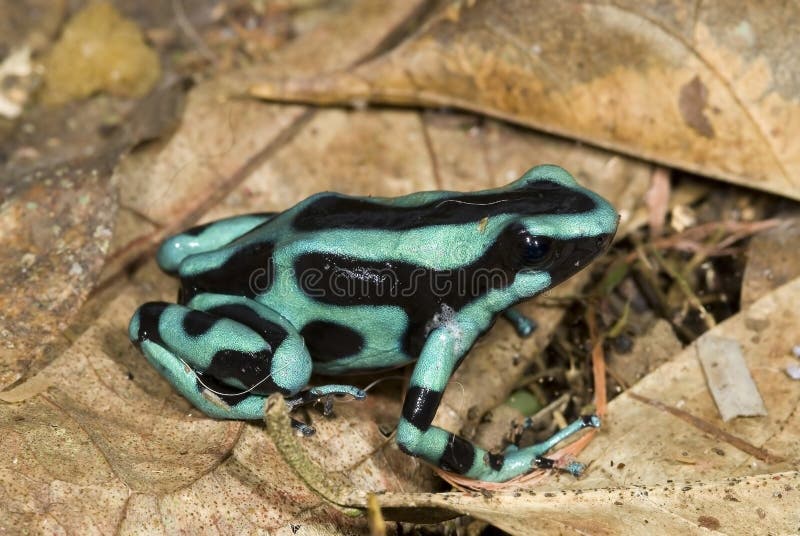 Small Unidentified Frog on a Straw, Drake Bay, Costa Rica Stock Photo -  Alamy