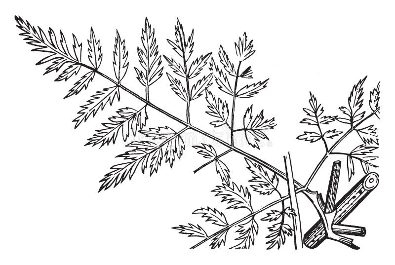 biennial plant drawing