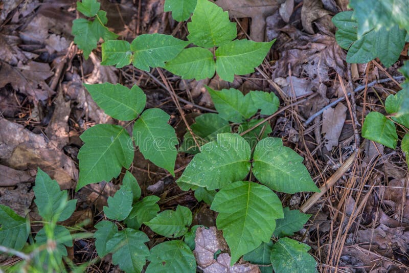 Poison ivy closeup