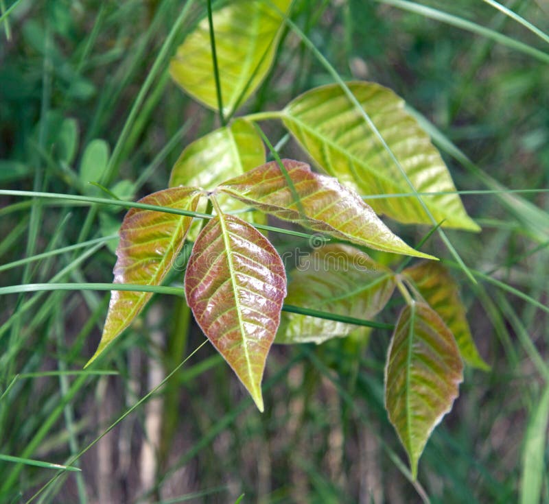 Poison Ivy, Toxicodendron Radicans Stock Image - Image of radicans ...