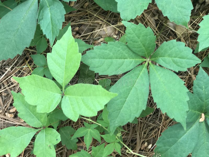 Poison Ivy or Virginia Creeper?