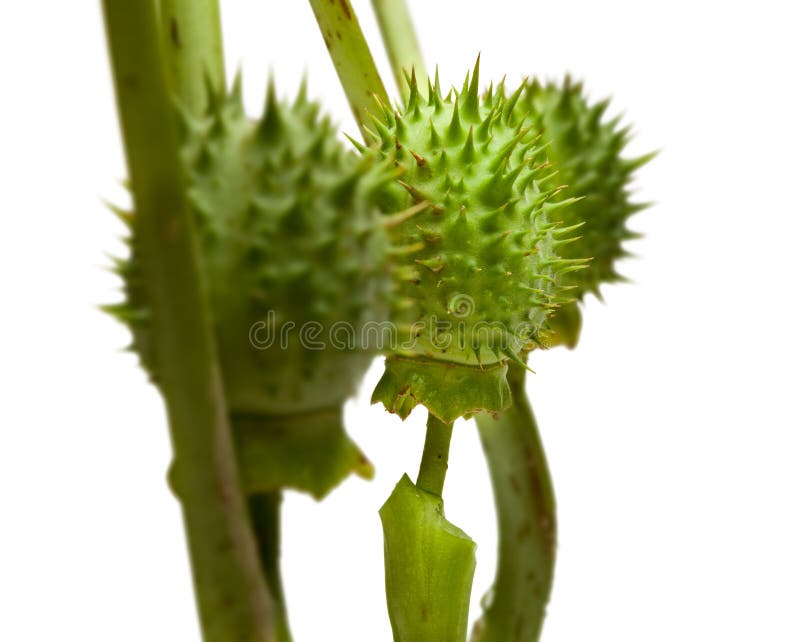 Poison Plant Thorny Seedpods Stock Photo Image of toxic, spiny 18070004
