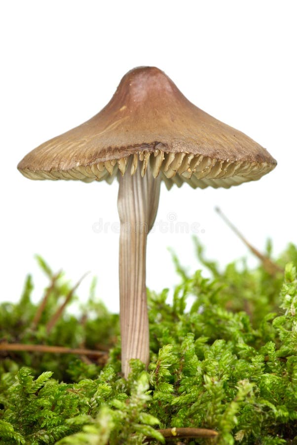 Poisonous agaric (Mycena inclinata)