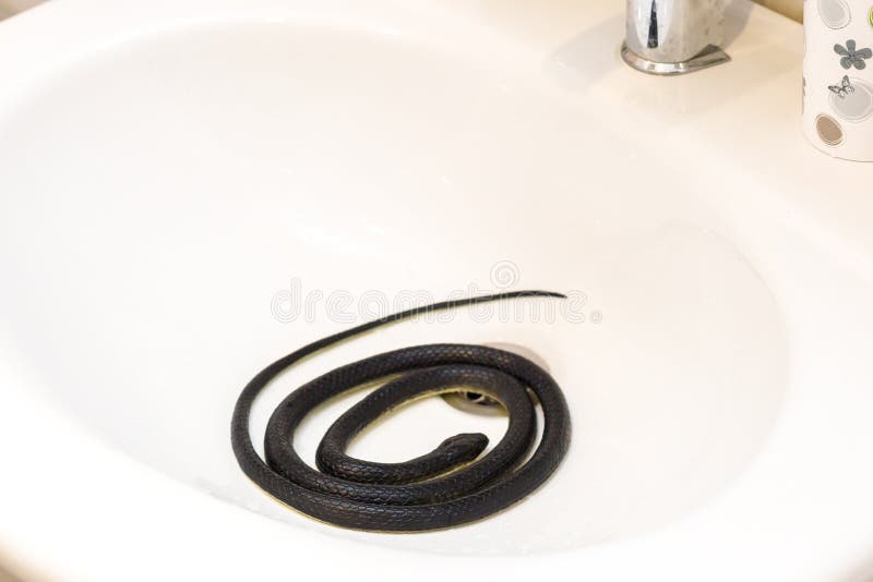 https://thumbs.dreamstime.com/b/poisonous-black-snake-bathroom-washbasin-234082841.jpg
