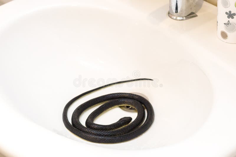 135 Snake Bathroom Stock Photos Free & RoyaltyFree Stock Photos from