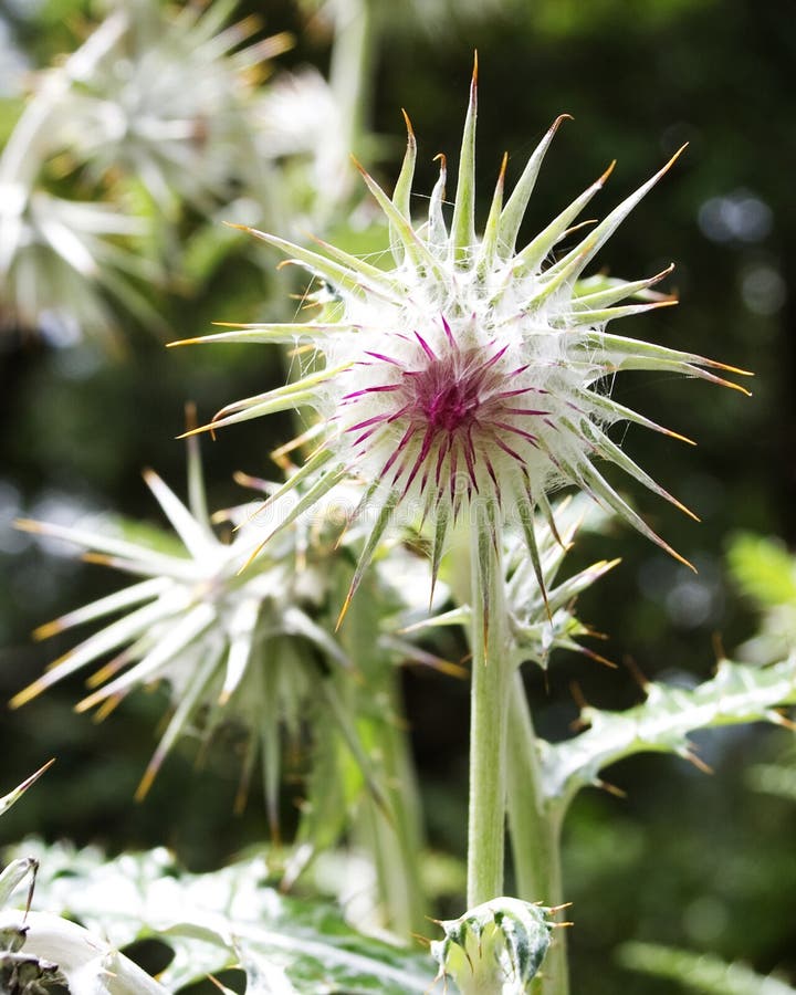Poisonous flower stock photo. Image of field, garden 20408958