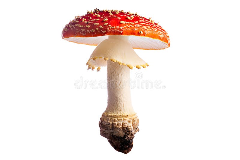 poisonous fly mushroom red white autumn isolated stock photography poisonous fly mushroom red white autumn isolated stock photography