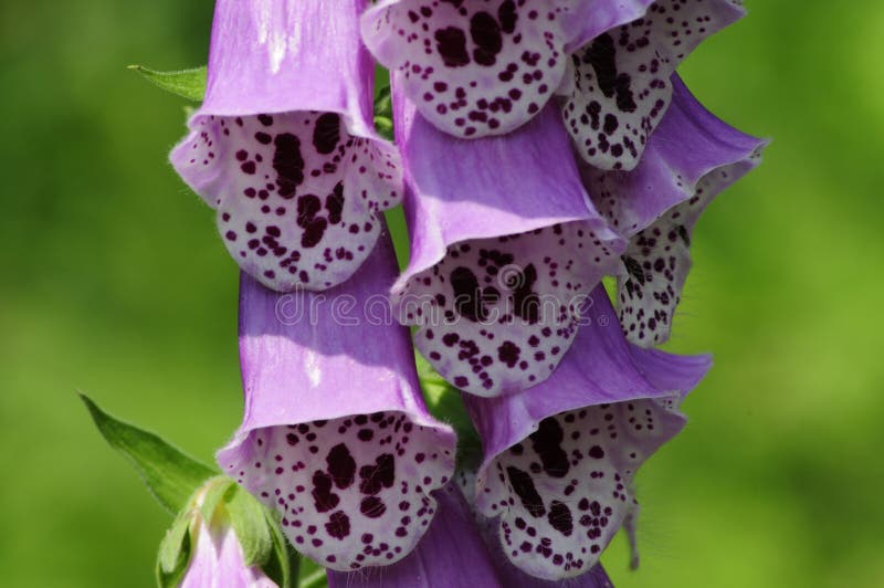 Poisonous Foxglove flower close-up