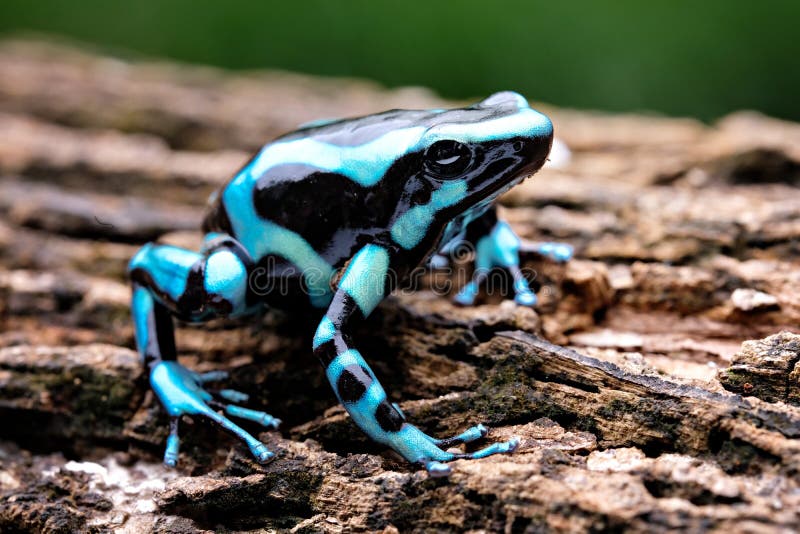 A Poisonous Frog that Has an Attractive Color is Standing on a Log ...
