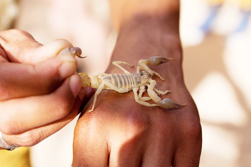 Poisonous insect scorpion on hand royalty free stock image Poisonous insect scorpion on hand royalty free stock image