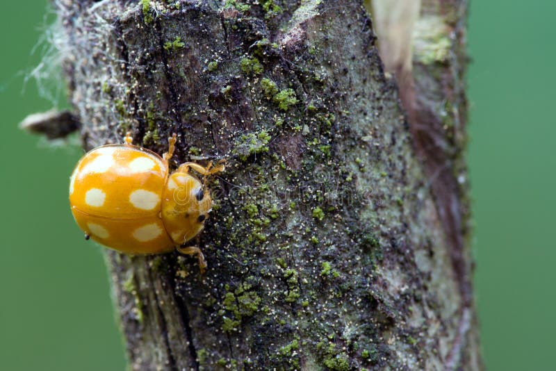 Closeup of yellow poisonous ladybug in the forest. Copyspace provided.