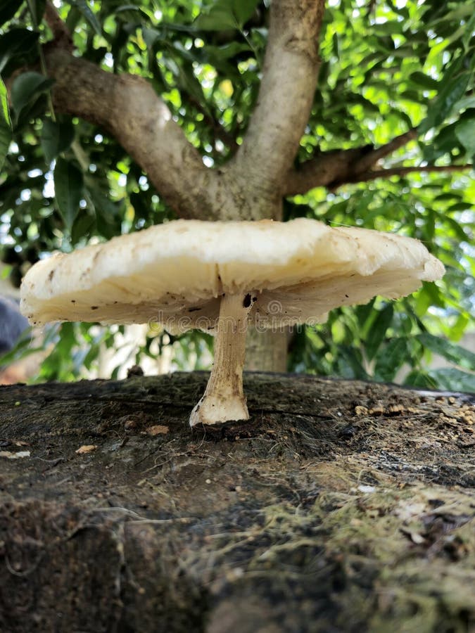 Poisonous Mushroom in White Color in the Garden. Stock Photo Image of