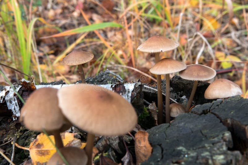 Poisonous Mushrooms on Old Stump in the Woods Stock Photo Image of