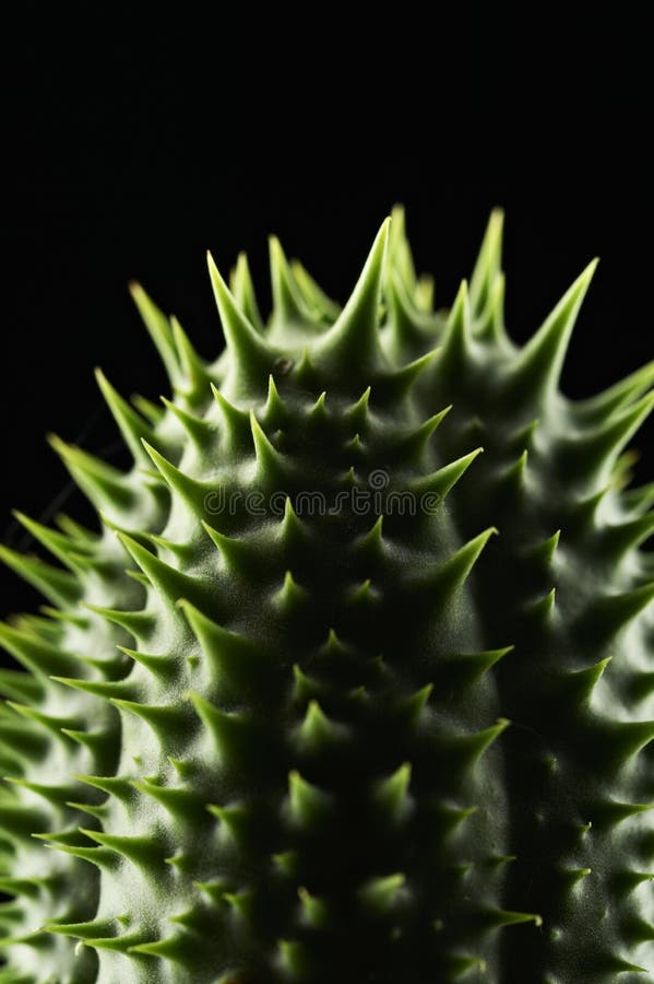 Poisonous Plant Named Thorn Apple Stock Image Image of poison, macro