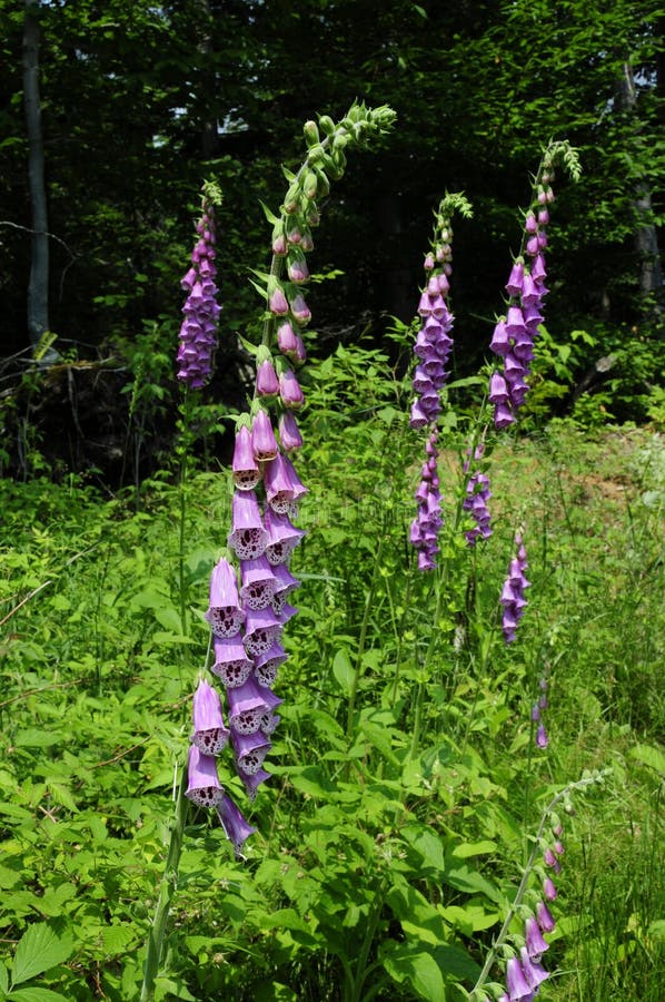 Poisonous purple Foxglove growing wild