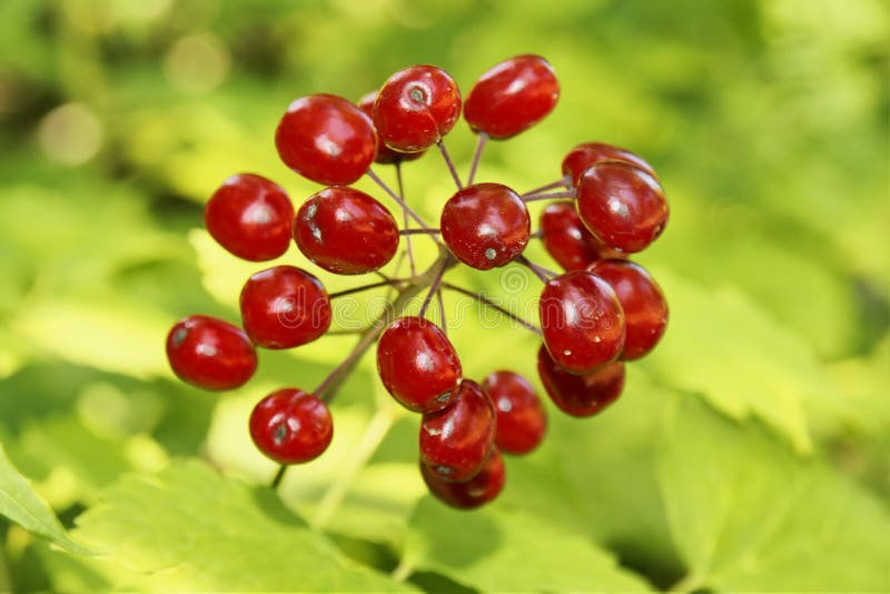 Poisonous Red Berries Royalty Free Stock Photography Image 19683187
