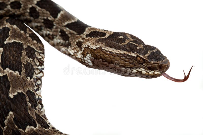 Venenoso serpiente lanza o su cinturón venenoso serpiente Amazonas la lluvia Bosque Éste la jungla playa un poco es un mortal peligroso a es un también la llamada lanza aislado sobre fondo blanco copiar espacio.