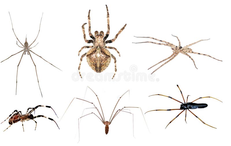 Poison Spider Images – Browse 39 Stock Photos, Vectors, and Video