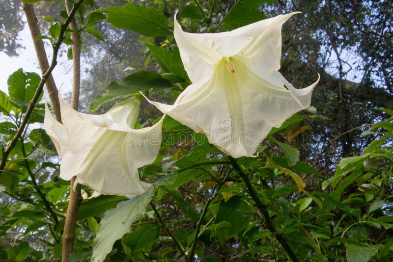 Poisonous White Flower in Rain Forest, Trinidad Stock Image Image of