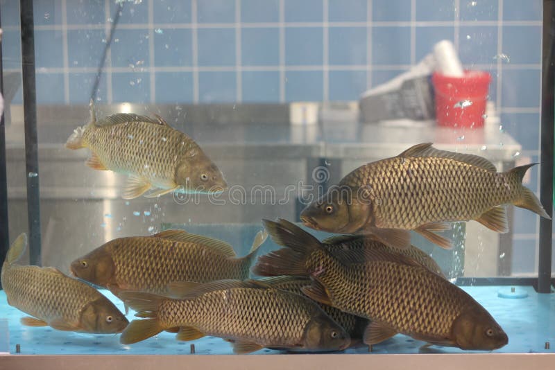 Carpe De Poisson En Aquarium à Vendre Au Supermarché Photo stock