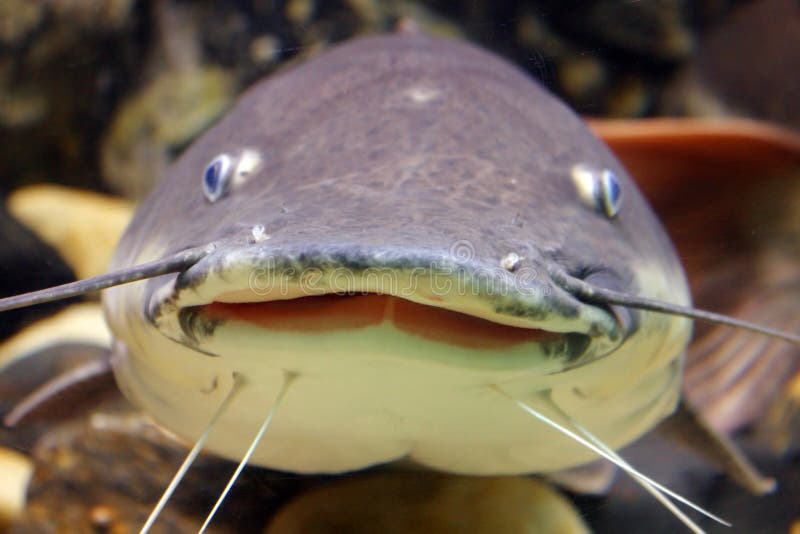 Poisson-chat de sourire Poisson-chat de sourire