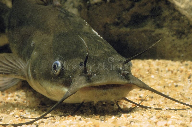 BROWN BULLHEAD ictalurus nebulosus UNDERWATER VIEW. BROWN BULLHEAD ictalurus nebulosus UNDERWATER VIEW