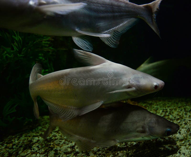 3 Poisson Chat Albinos Photos Libres De Droits Et Gratuites De Dreamstime