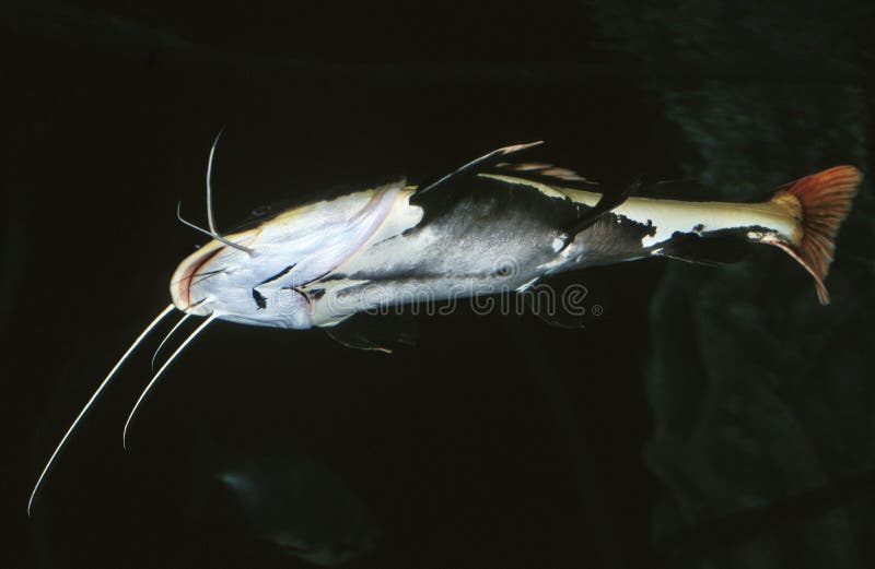 Poisson Chat A Tete Plate Pylodictis Olivaris Stock Image Image Of Underwater Fish Poisson Chat A Tete Plate Pylodictis Olivaris Stock Image Image Of Underwater Fish