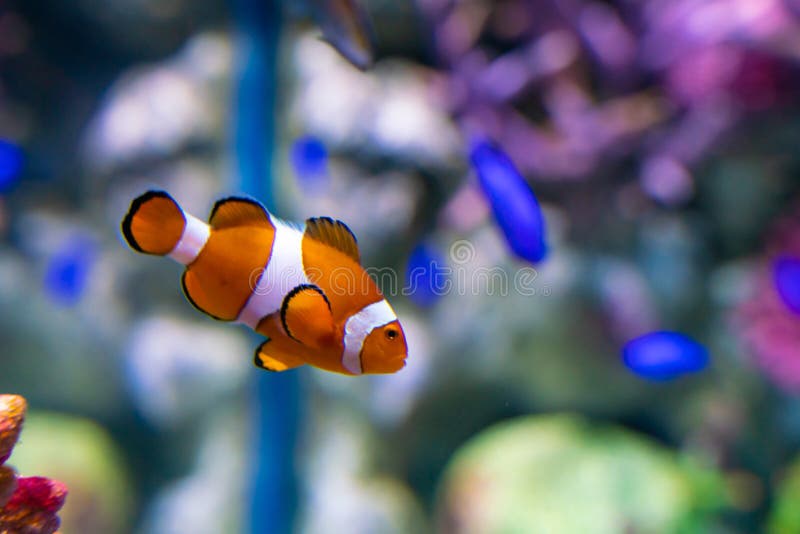 Poisson clown nemo dans la belle barrière de corail photographie stock Poisson clown nemo dans la belle barrière de corail photographie stock