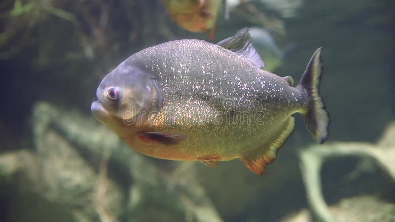 Poisson de piranha à ventre rouge d'eau douce affamé nager dans l'eau de la rivière amazon dans la jungle de l'amérique du sud. tr banque de vidéos