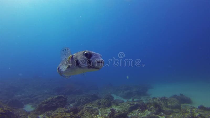 Poisson de porc-épic près Poisson-brousse Ou Poisson-Boxe Mer Bleue Cute Critère & Calme banque de vidéos
