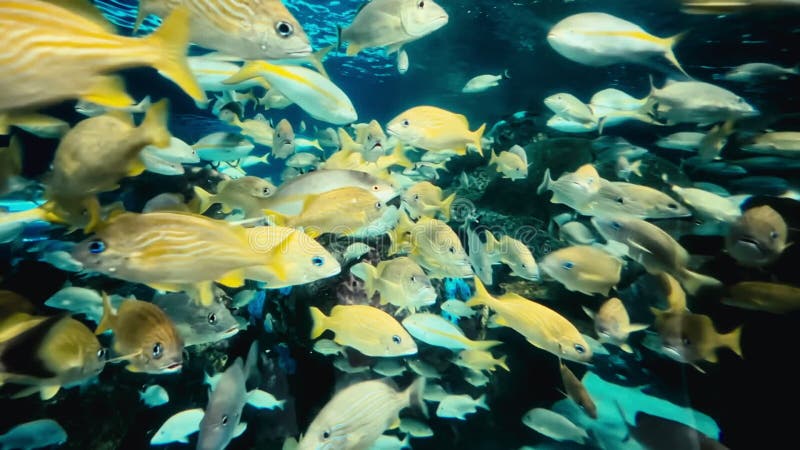 Poisson de récif coloré. banque de vidéos