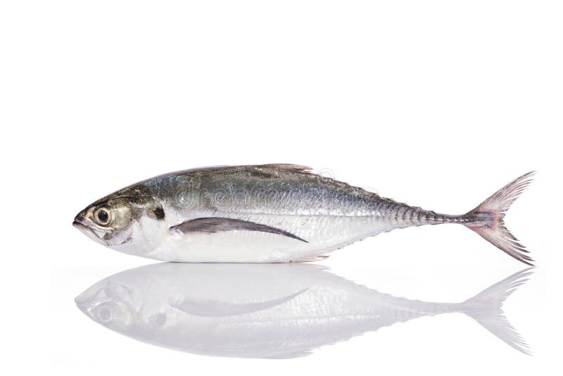 Poisson frais (scad de torpille) Projectile de studio d'isolement sur le blanc photos stock Poisson frais (scad de torpille) Projectile de studio d'isolement sur le blanc photos stock