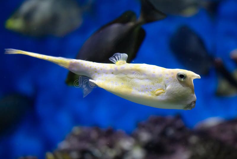 Yellow and white puffer fish swimming in the blue water aquarium. Yellow and white puffer fish swimming in the blue water aquarium.