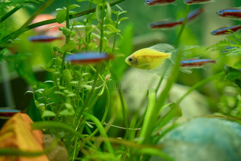 Carpe Multicolore De Poissons Sur La Surface De L eau 